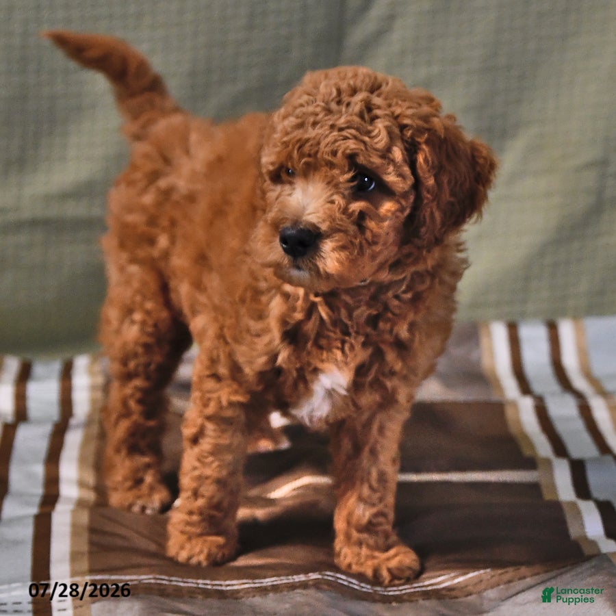 Goldendoodle dogs Chad - Ad 2
