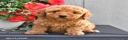 Miniature Poodle dogs for sale: Sally - Ad 4