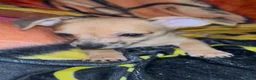 Chiweenie dogs for sale: Hairy Paw-ter - Ad 13