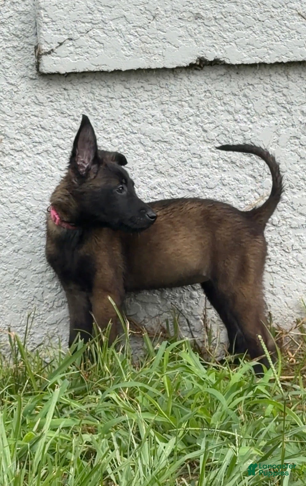 Belgian Malinois dogs for sale: Shelby - Ad 3