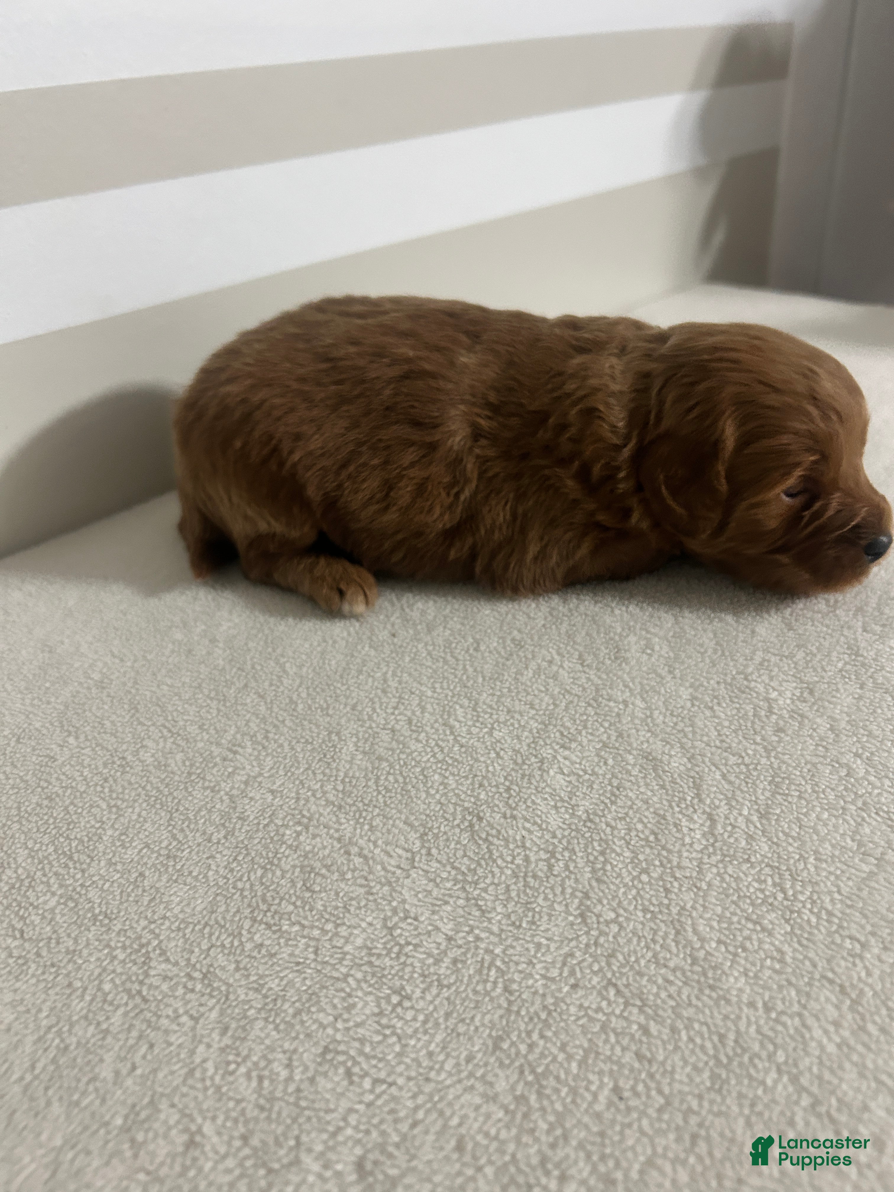 Mini Goldendoodle dogs Ceasar - Ad 22
