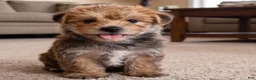 Morkie dogs for sale: Jasper - Ad 2