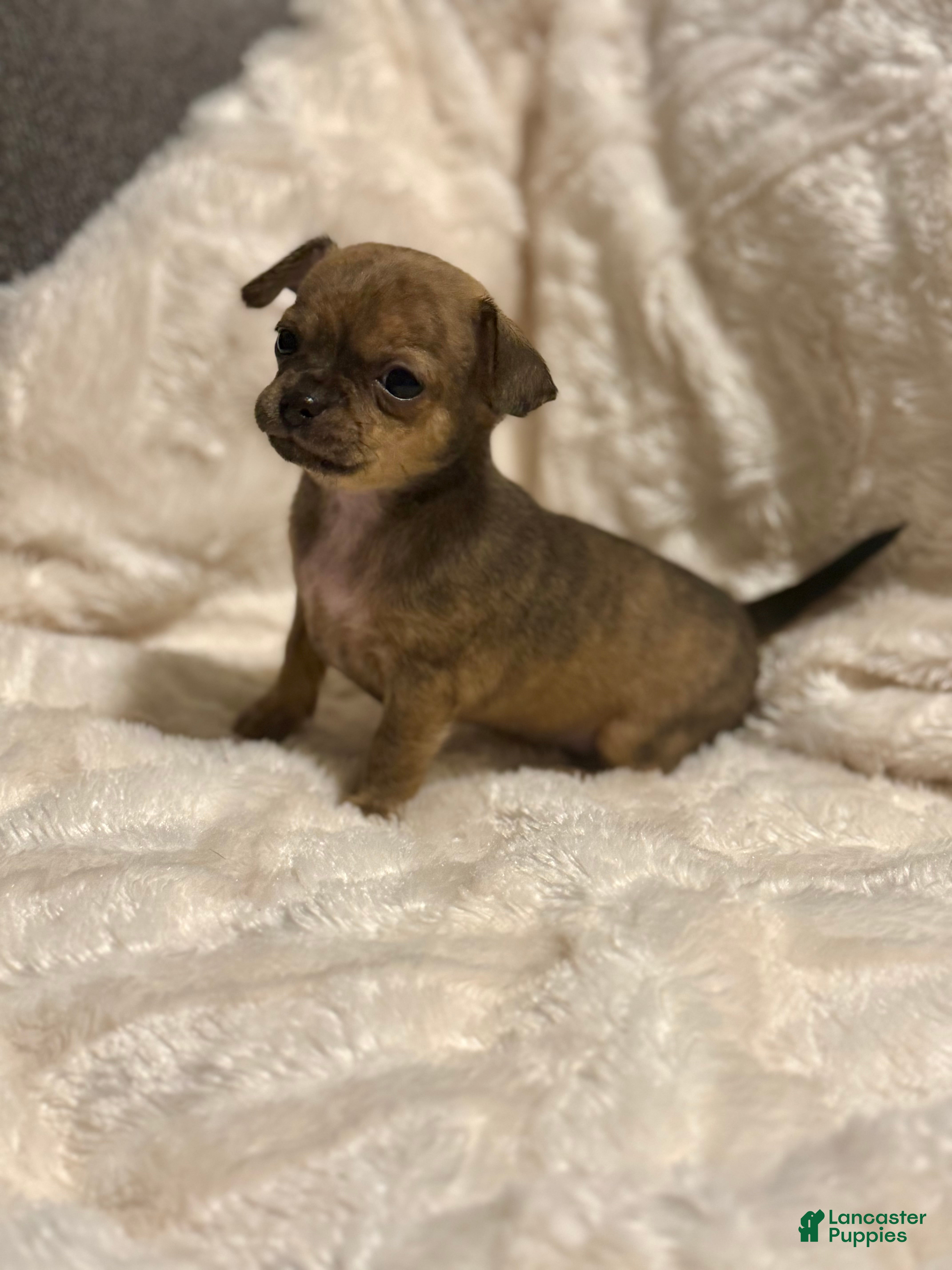 Chihuahua dogs WallE - Ad 2