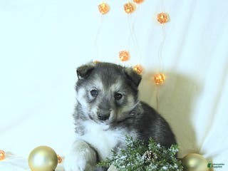 Siberian Husky dogs Balto - Ad 17