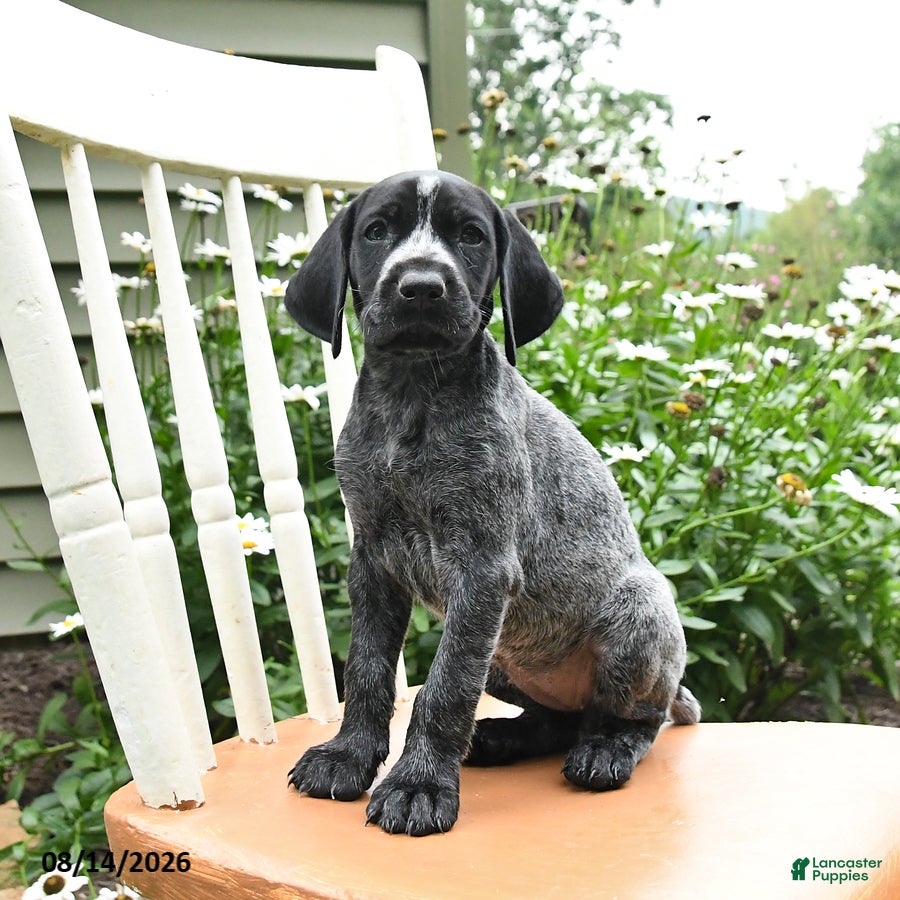 German Shorthaired Pointer dogs Rosie - Ad 1