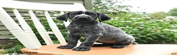 German Shorthaired Pointer dogs for sale: Rosie - Ad 1