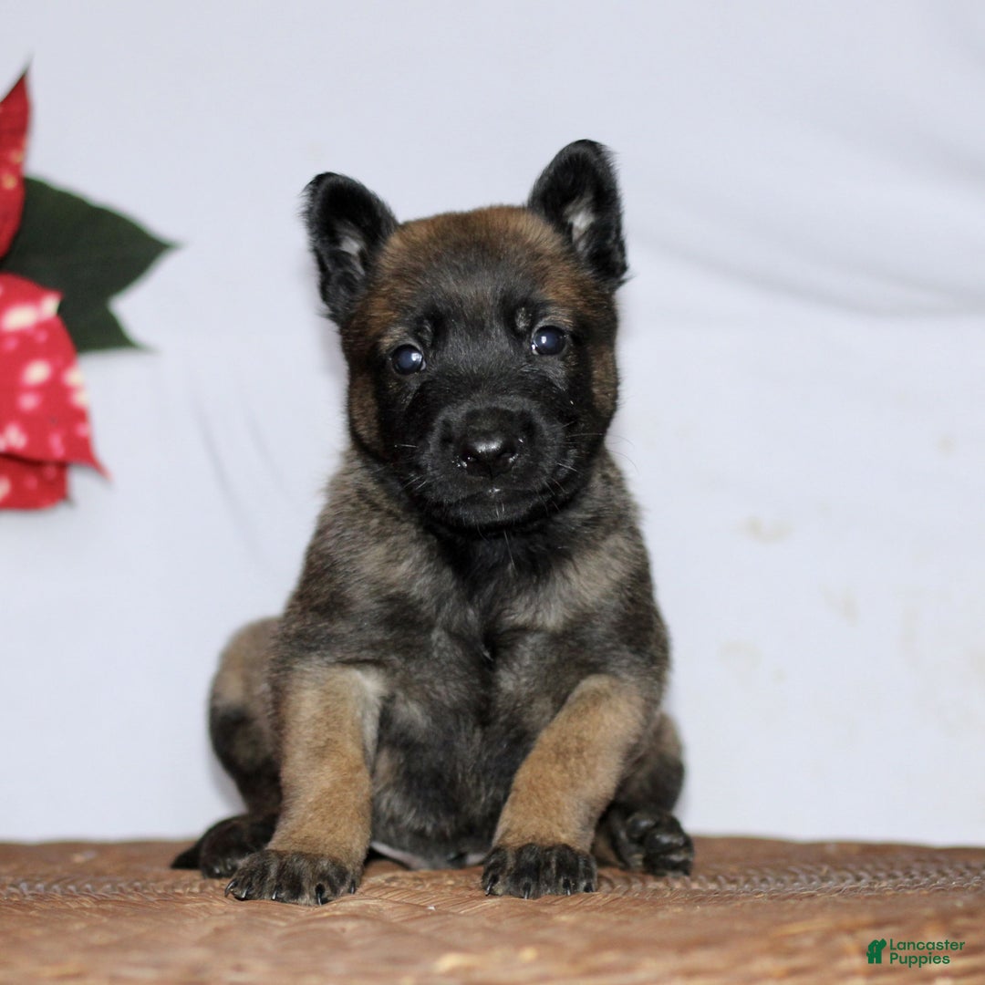 Belgian Malinois dogs for sale: Archer  - Ad 1