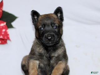 Belgian Malinois dogs Archer - Ad 39