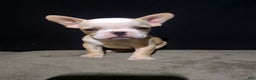 French Bulldog dogs for sale: Sandy - Ad 3