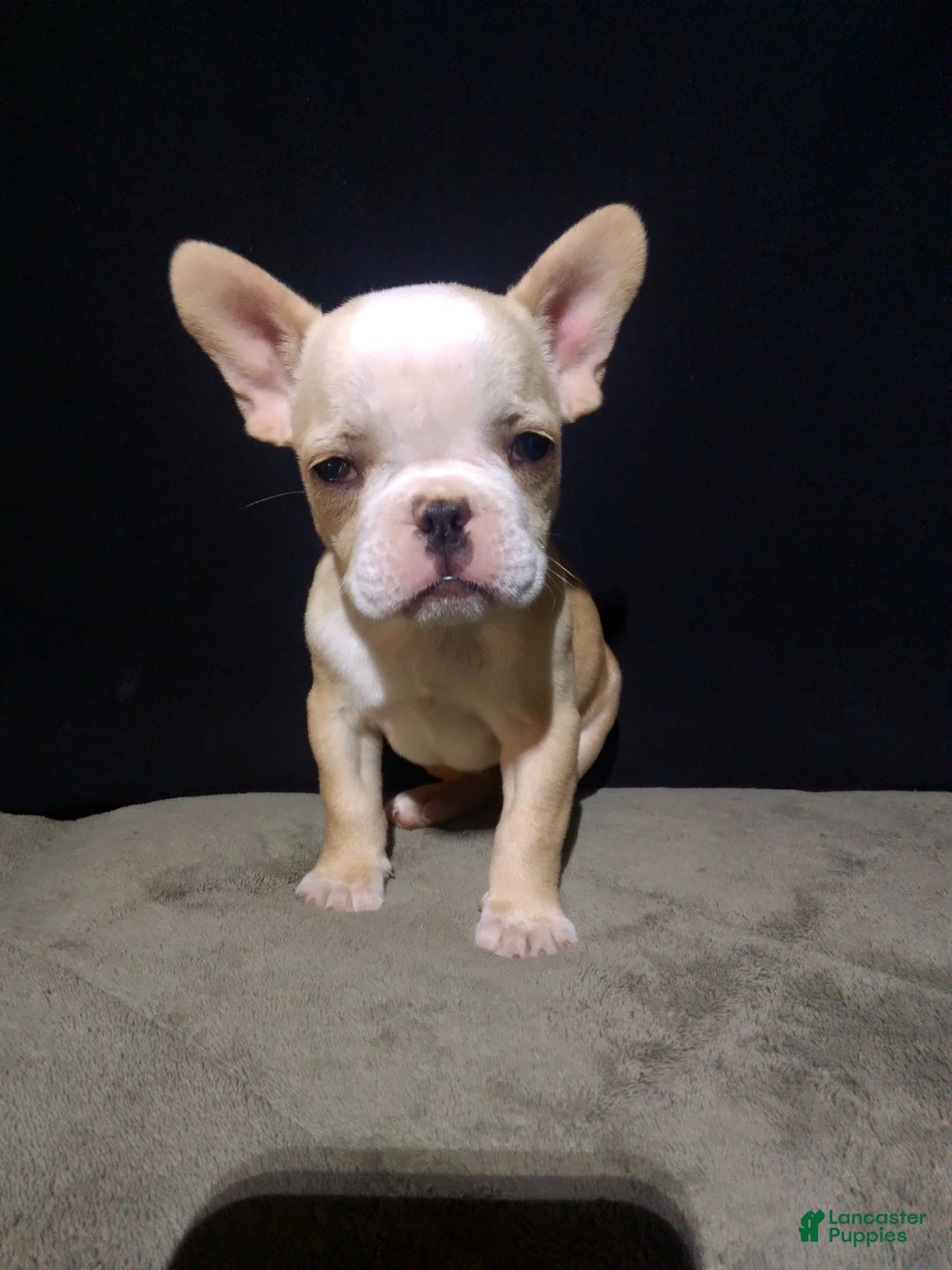French Bulldog dogs for sale: Sandy - Ad 3