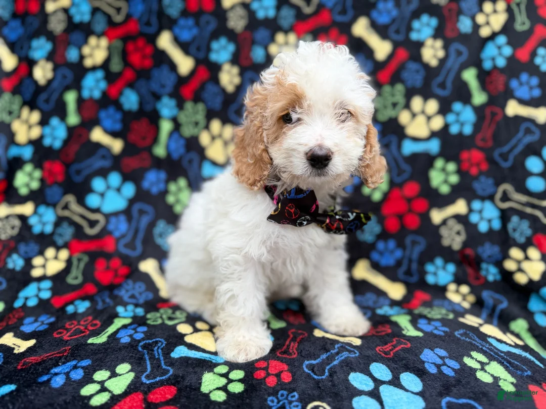 Cockapoo dogs for sale: Larry - Ad 2