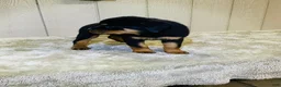 Rottweiler dogs for sale: Rottweiler 5 - Ad 11