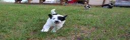 Bordoodle dogs for sale: Bandit - Ad 3