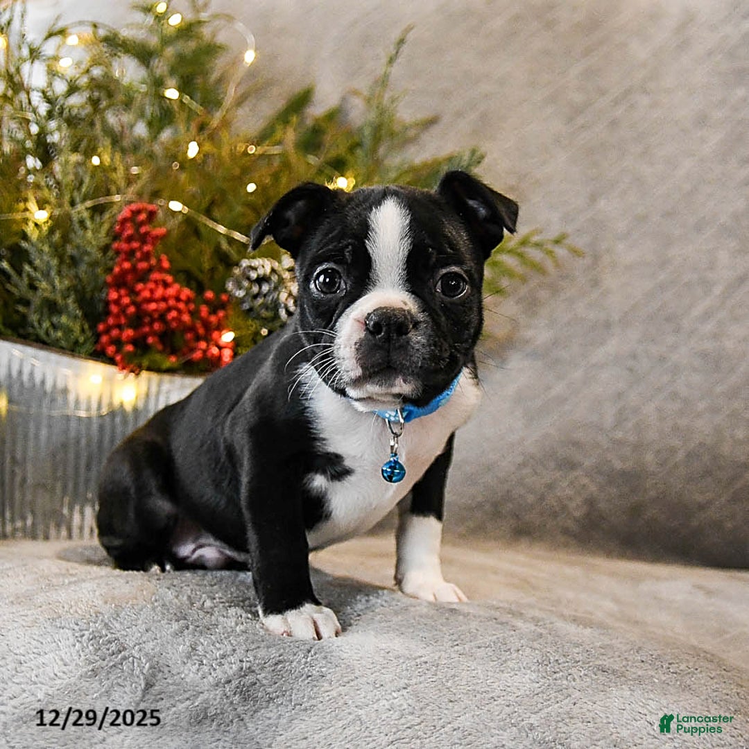 Boston Terrier dogs for sale: Challenger - Ad 4