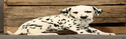 Dalmatian dogs for sale: Connie - Ad 7