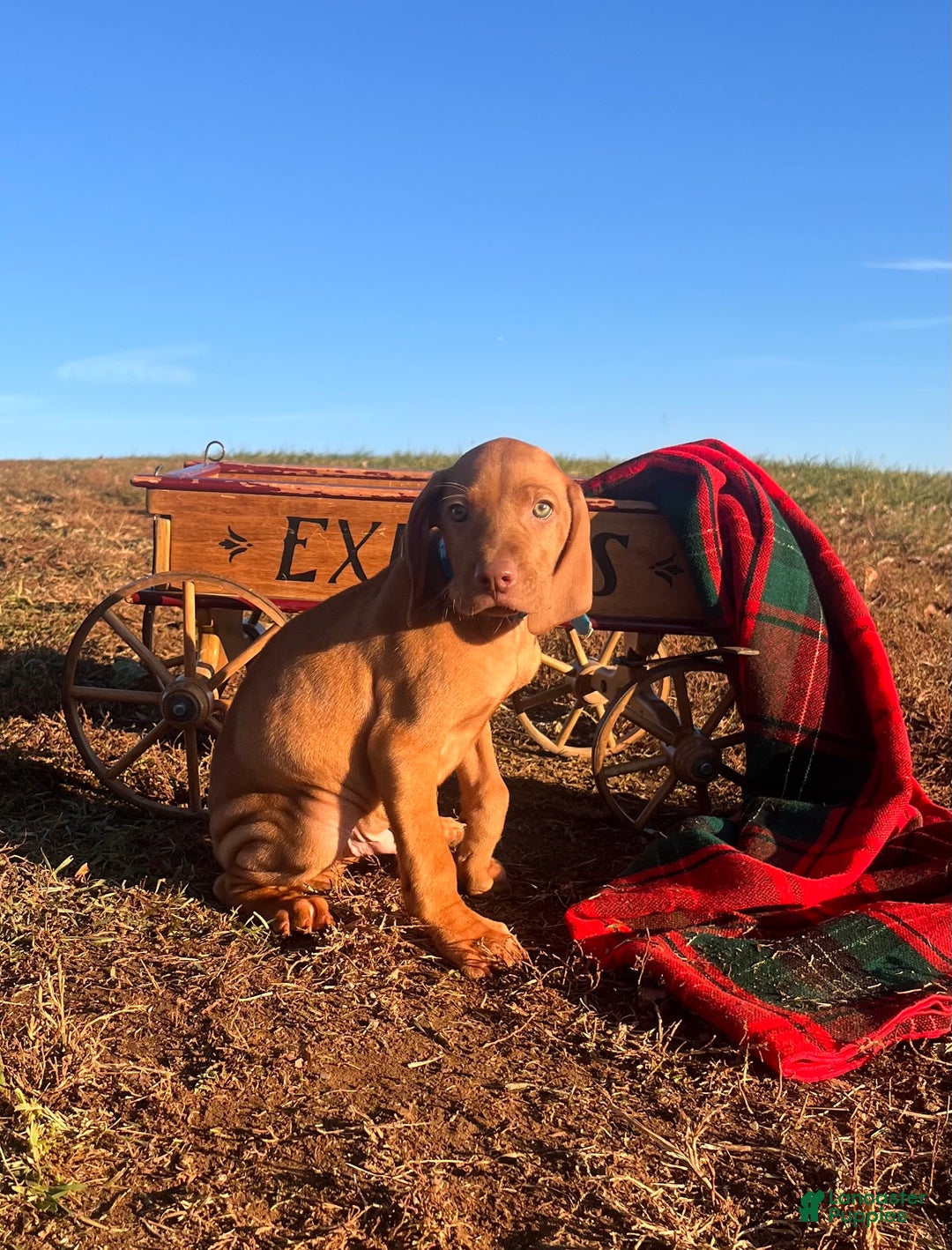 Vizsla dogs for sale: XMAS READY ❤️Sarge🎄Akc Registration🐾Call 717-405-2915 - Ad 2