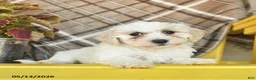 Maltipoo dogs for sale: Sugar  - Ad 5