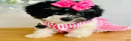 Havanese dogs for sale: Toy sized Star - Ad 3