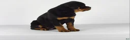 Rottweiler dogs for sale: Rottweiler Puppy 1 - Ad 6