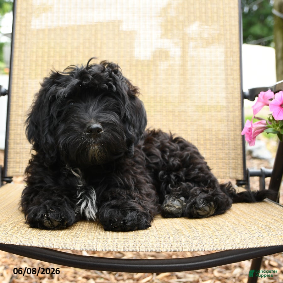 Havapoo dogs Bouncer - Ad 2