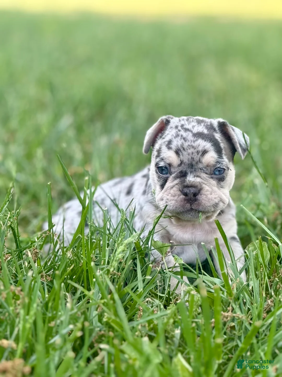 French Bulldog dogs for sale: Mowgli - Ad 2