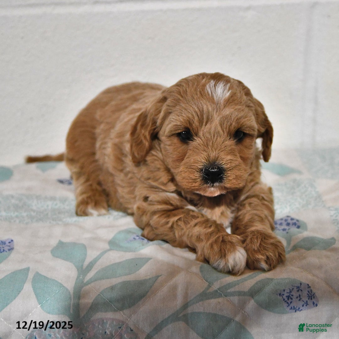 Cavapoo dogs for sale: Callie - Ad 4
