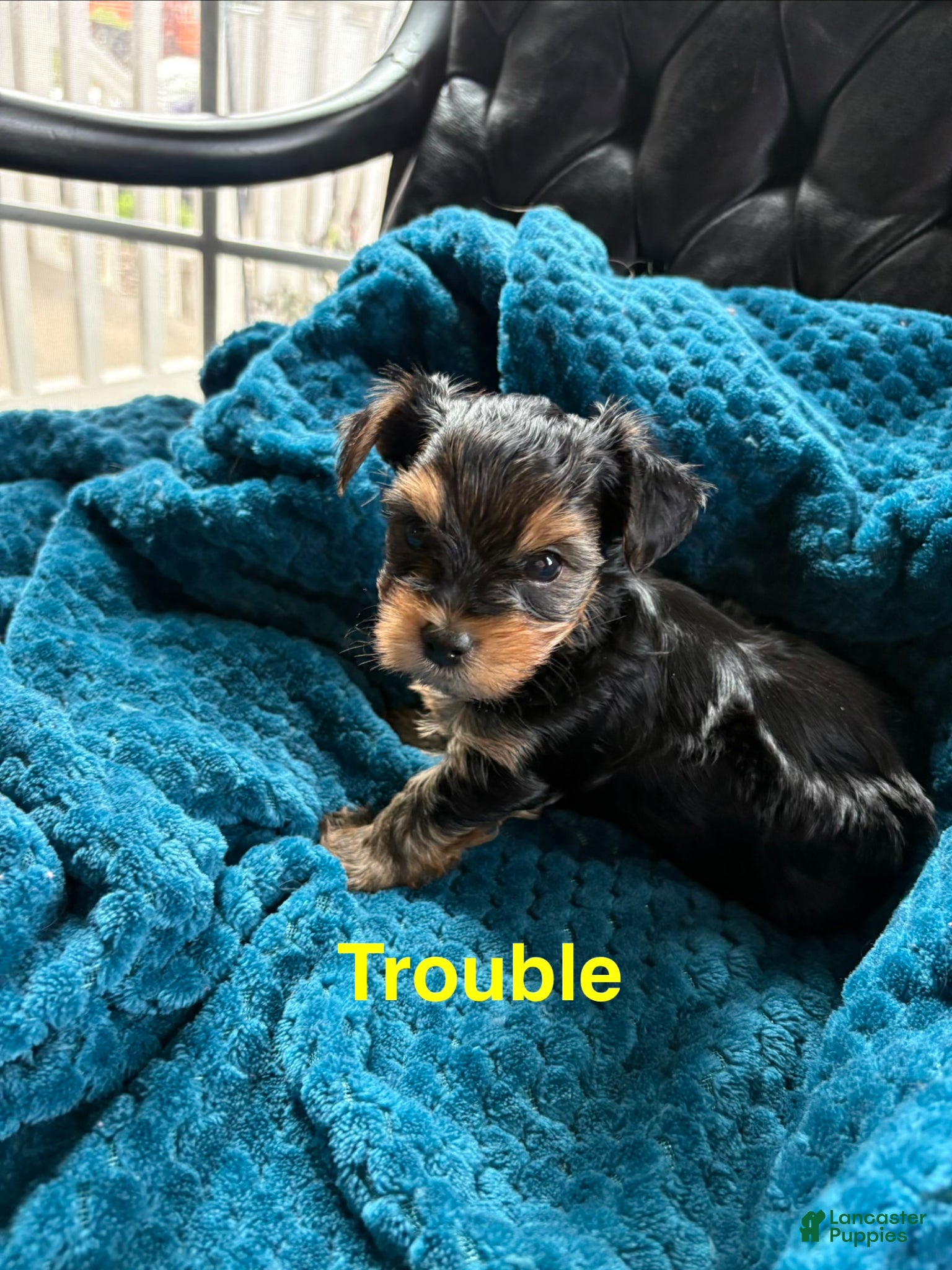 Yorkshire Terrier dogs Yorkshire Terrier Puppy 3 - Ad 5