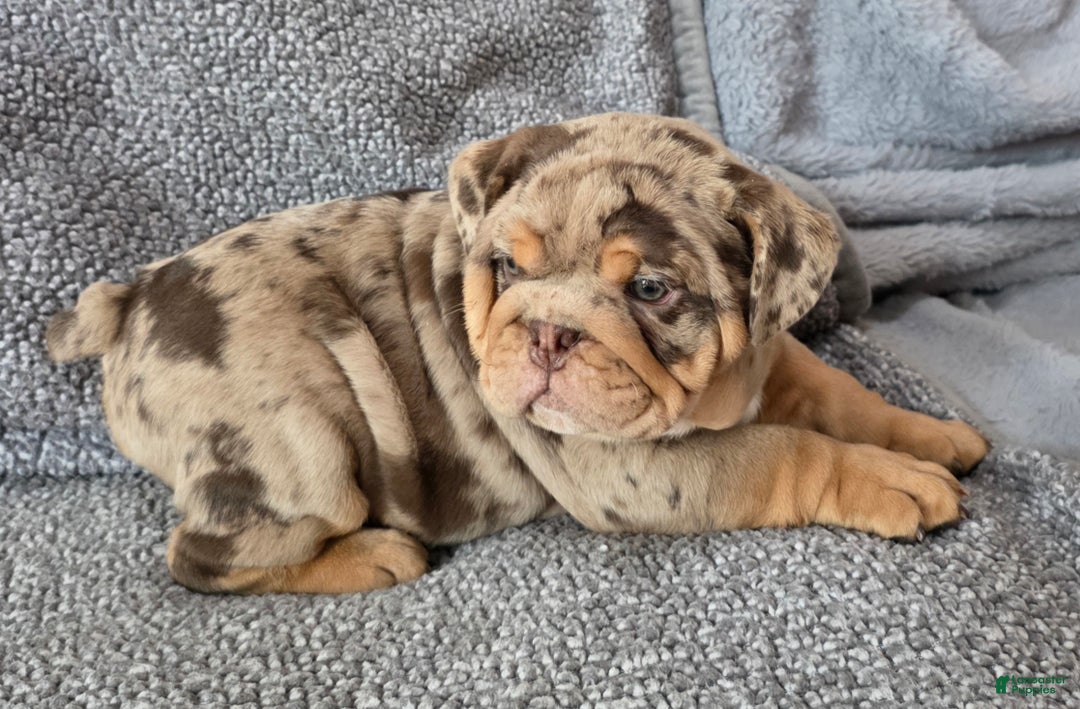 English Bulldog dogs for sale: Earl - Ad 3