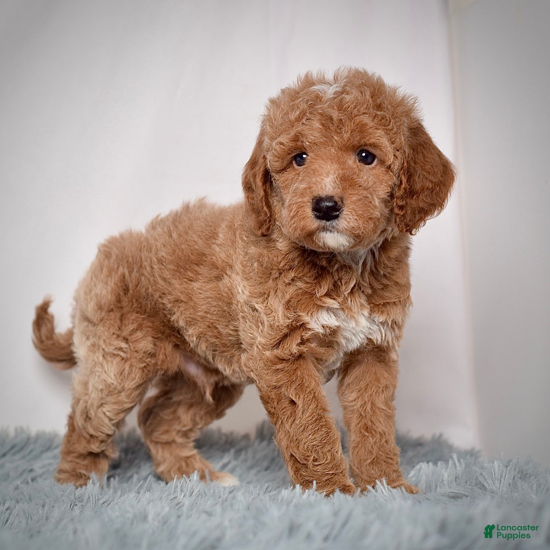 Mini Goldendoodle dogs for sale: Mr. Pluto - Ad 4