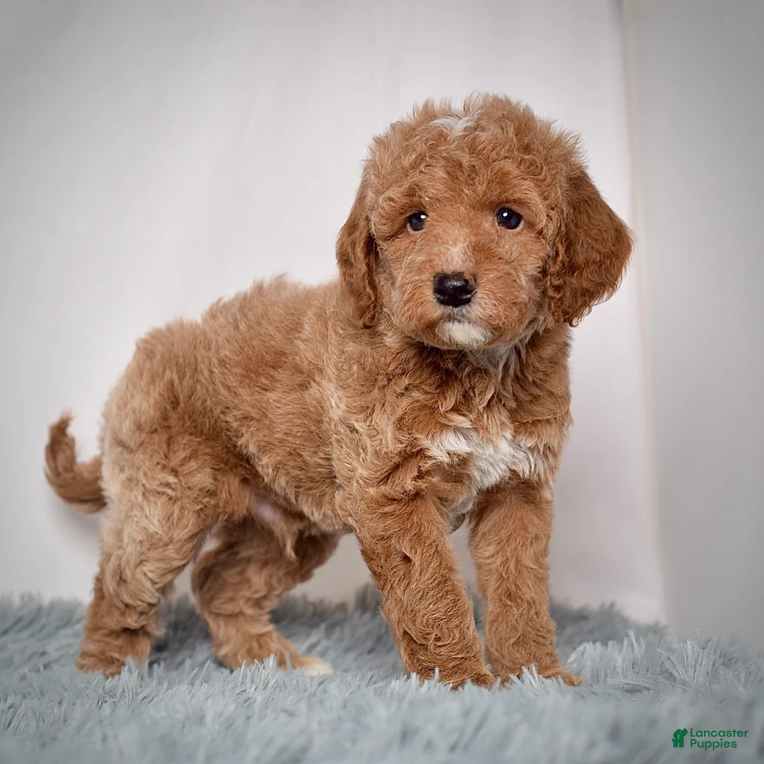 Mini Goldendoodle dogs for sale: Mr. Pluto - Ad 4