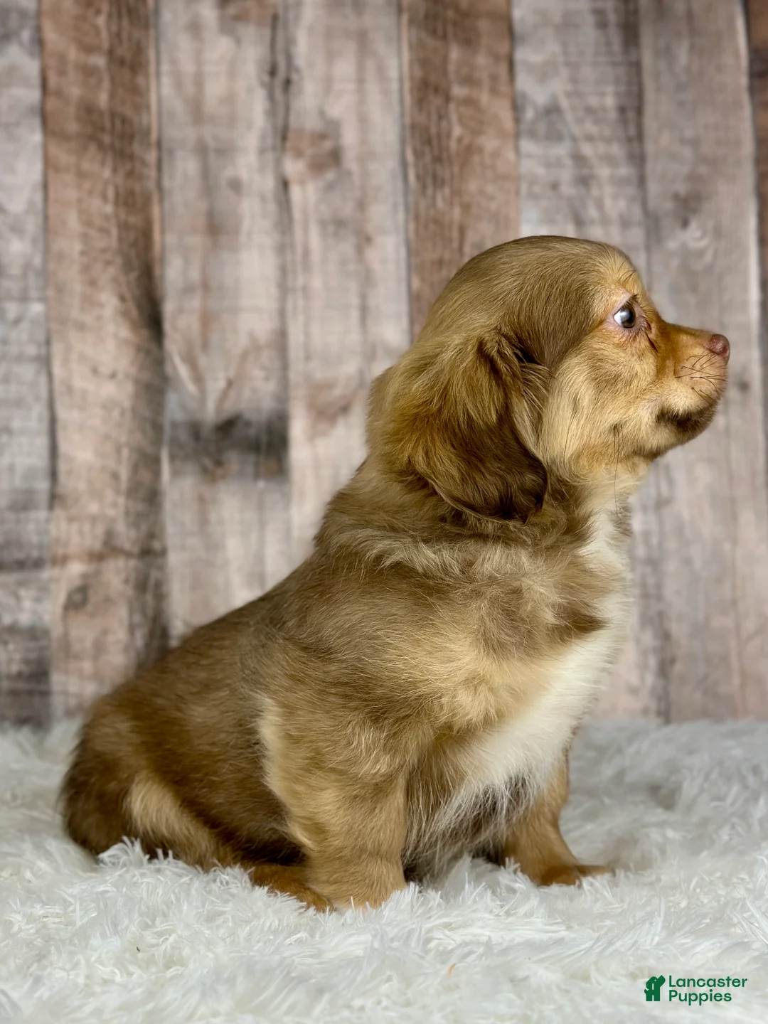 Shih Tzu dogs for sale: Boy Knox - 8934 - Ad 2