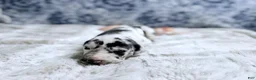 Great Dane dogs for sale: Hera - Ad 2