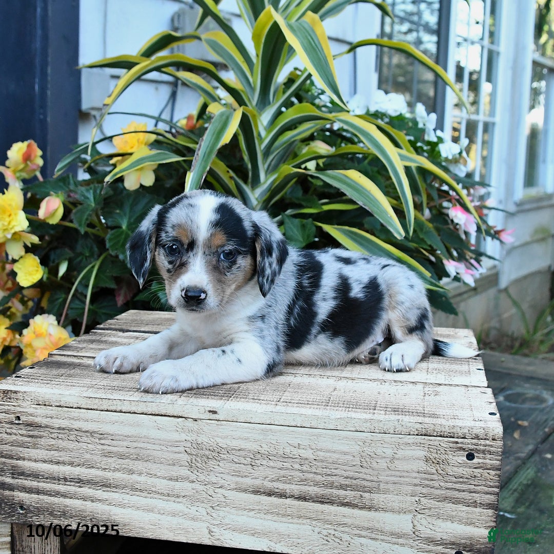 Dixie for sale in White Springs Lancaster Puppies