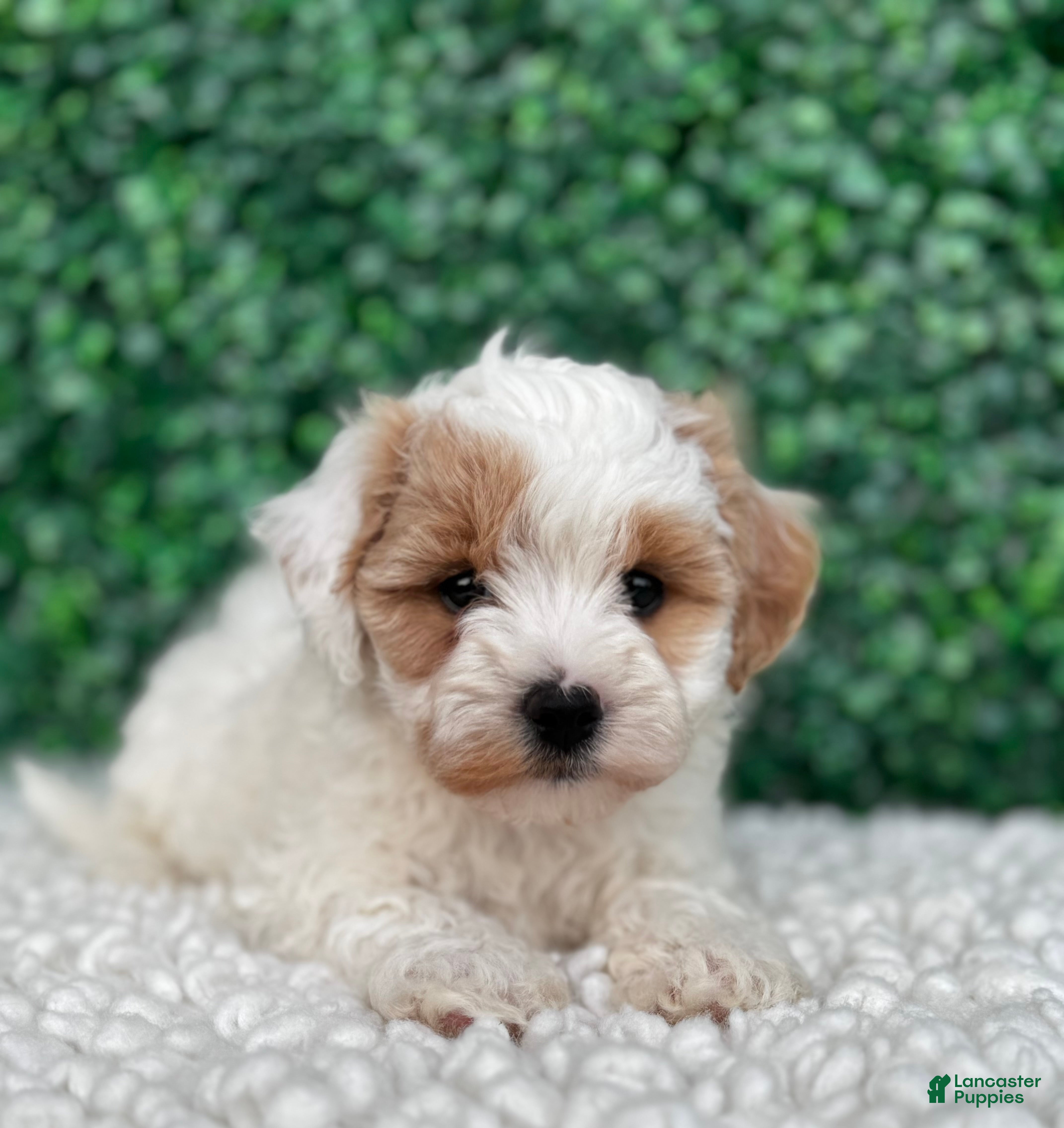 Maltipoo dogs Hunter  - Ad 2