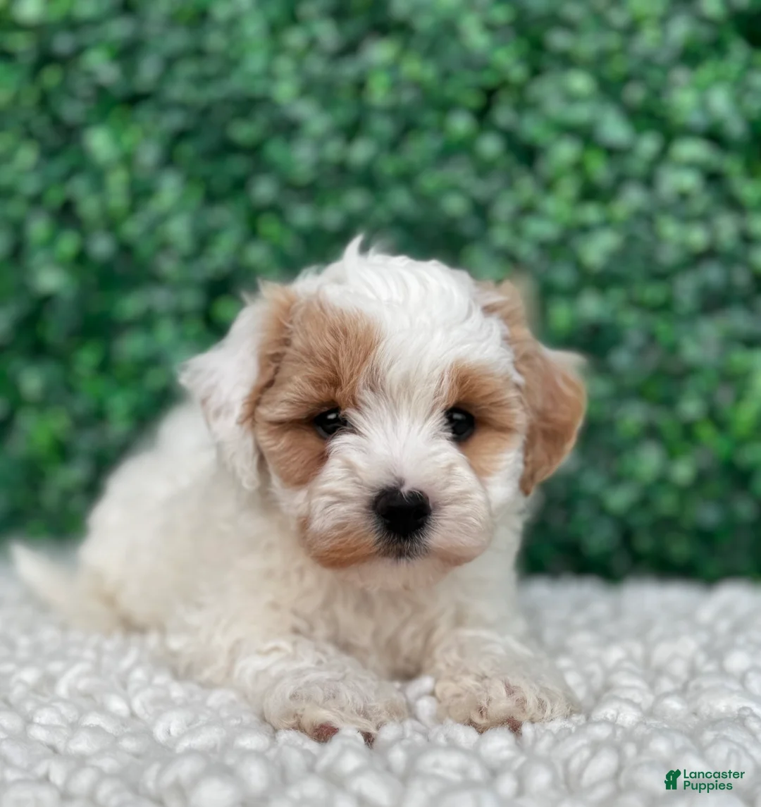 Maltipoo dogs for sale: Hunter  - Ad 2