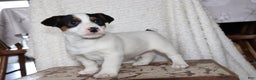 Jack Russell Terrier dogs for sale: Santa - Ad 1