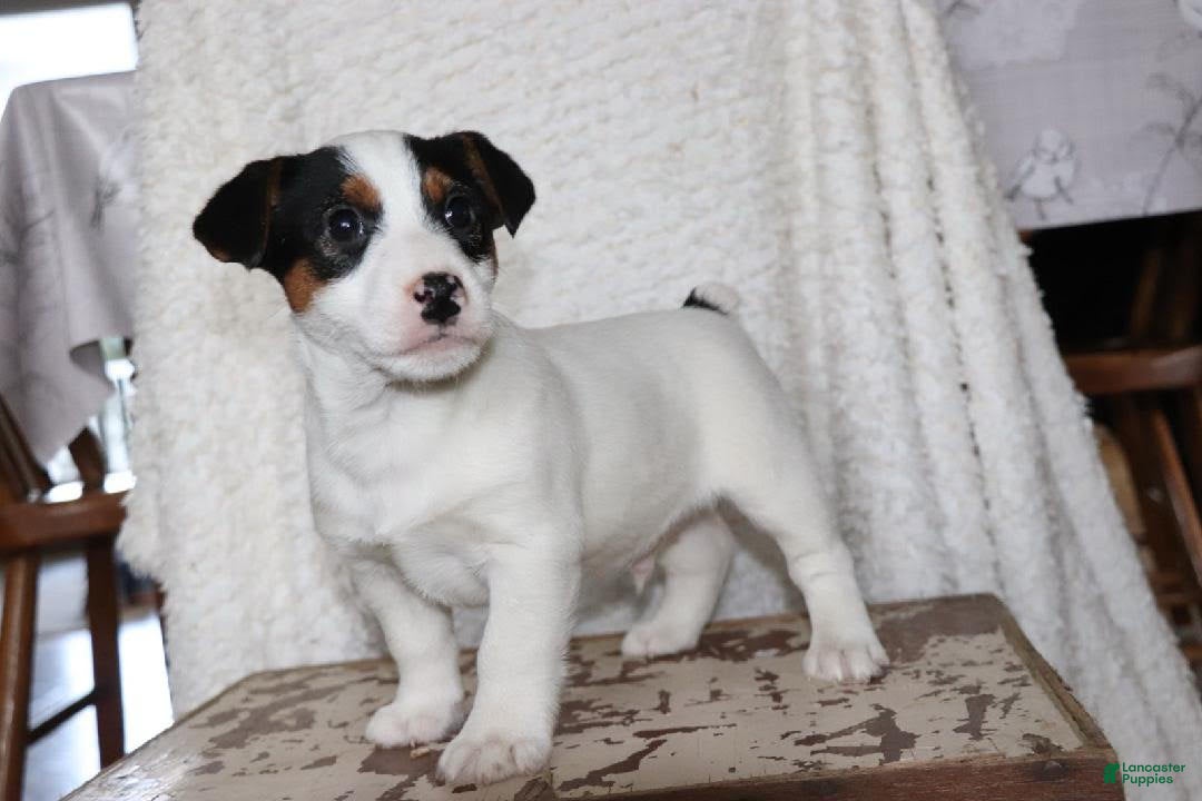 Jack Russell Terrier dogs for sale: Santa - Ad 1
