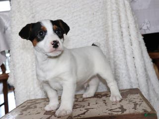 Jack Russell Terrier dogs Santa - Ad 34