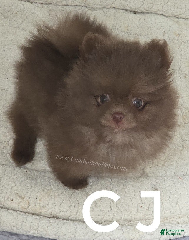 Pomeranian dogs CJ - Chocolate Pomeranian Puppy! - Ad 1