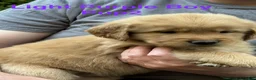Golden Retriever dogs for sale: Light Purple Boy - Ad 2