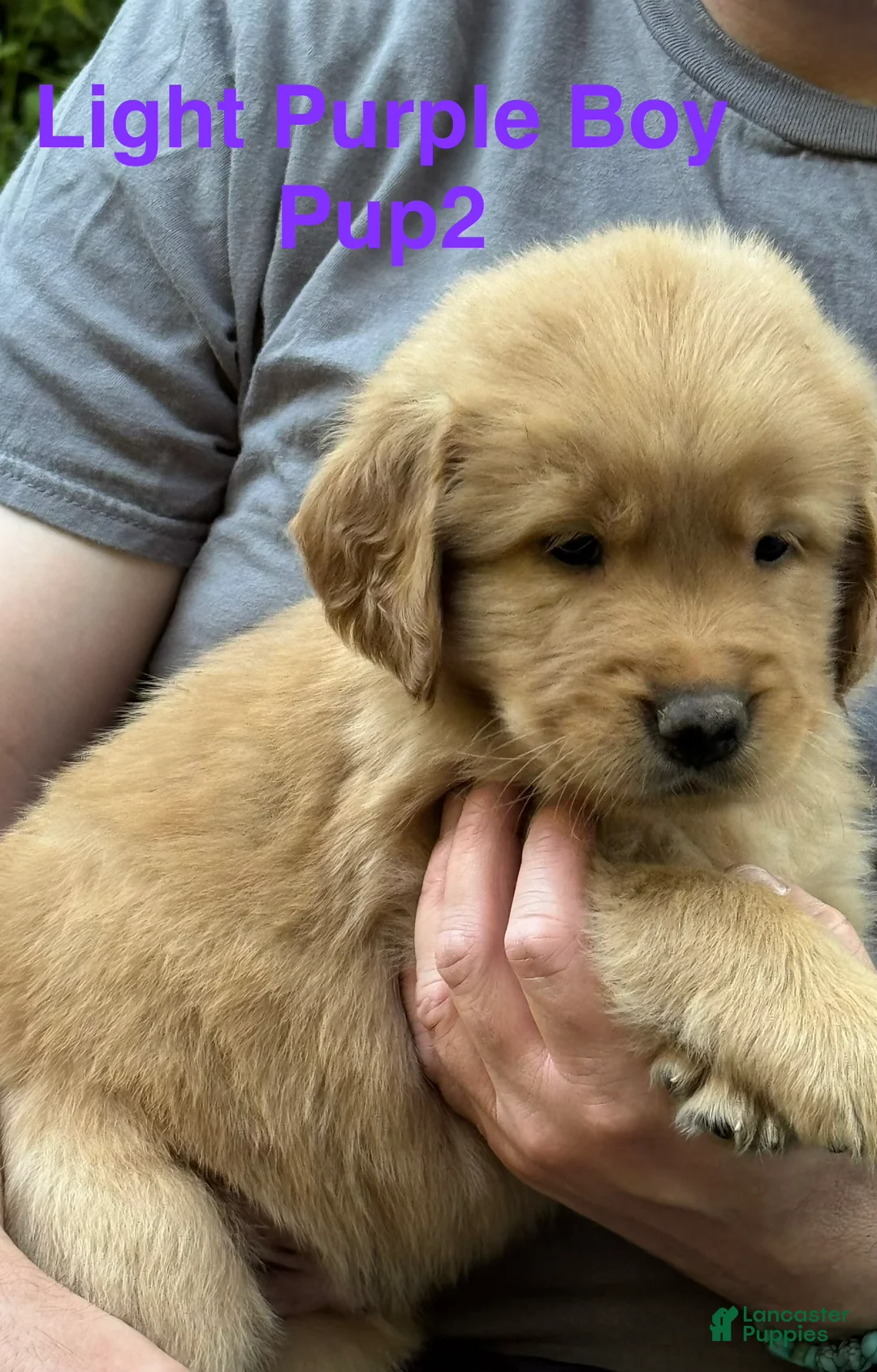 Golden Retriever dogs for sale: Light Purple Boy - Ad 2