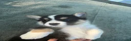 Welsh Corgi Cardigan dogs for sale: Boone - Ad 3