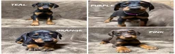 Doberman Pinscher dogs for sale: Lyra - Ad 9
