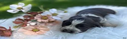English Springer Spaniel dogs for sale: Disney - Ad 3