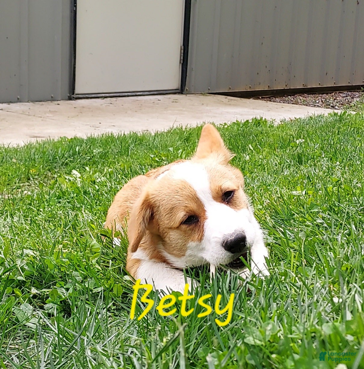 Welsh Corgi Pembroke dogs Betsy - Ad 1