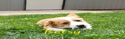 Welsh Corgi Pembroke dogs for sale: Betsy - Ad 1