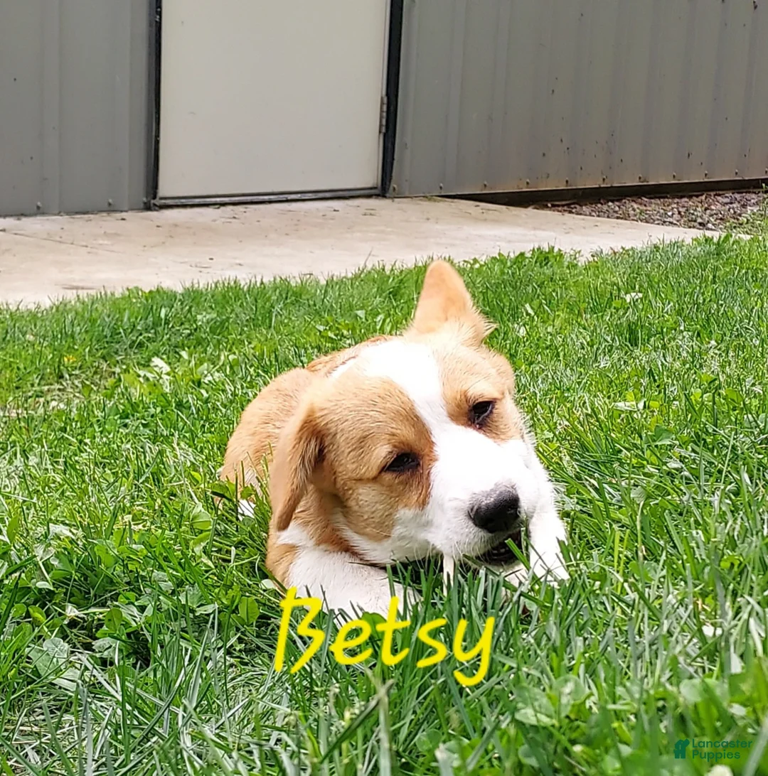 Welsh Corgi Pembroke dogs for sale: Betsy - Ad 1