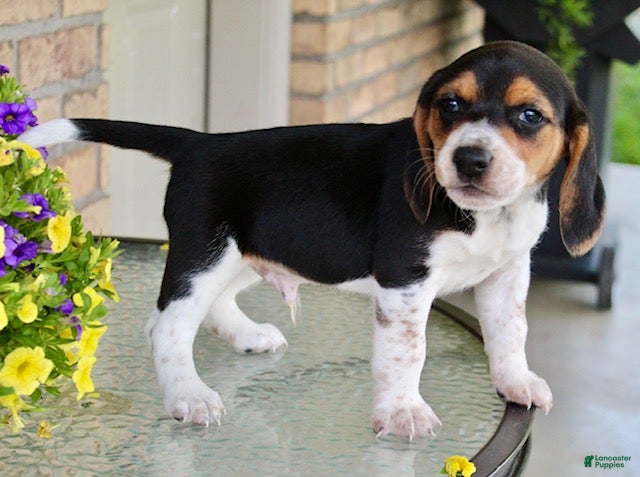 Beagle dogs for sale: Charlie - Ad 5