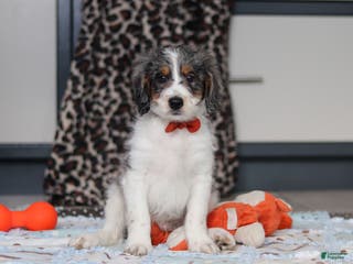 Mini Bernedoodle dogs Denver — Male — $1999 - Ad 40