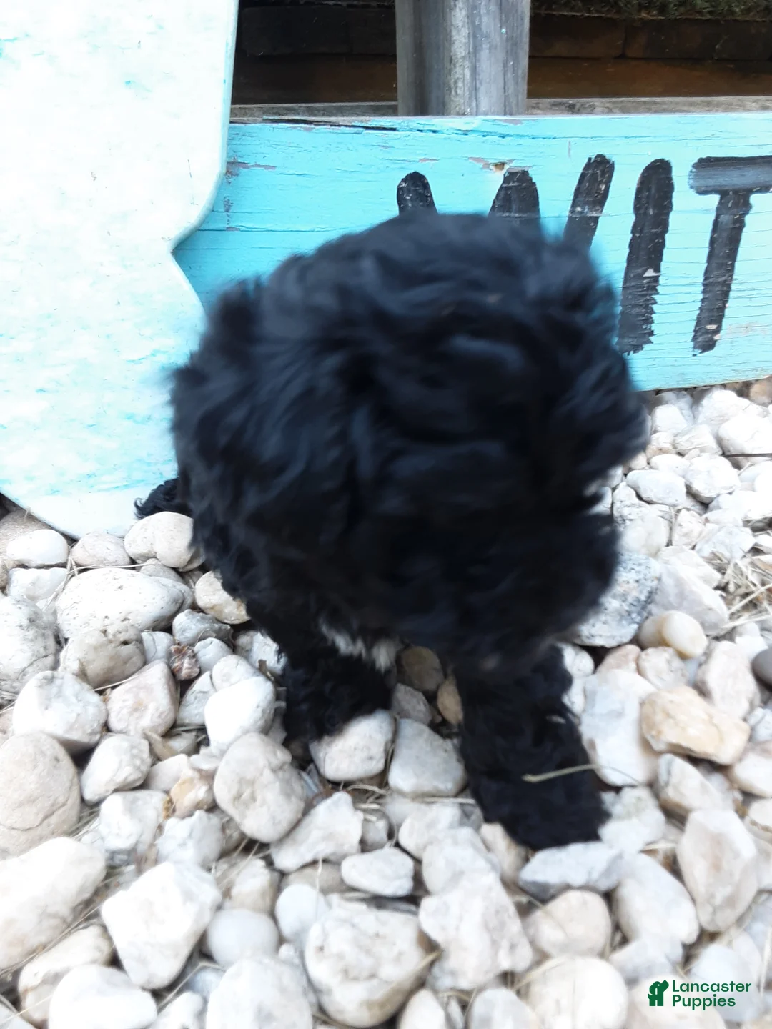 Yorkiepoo dogs for sale: Daisy - Ad 5